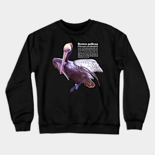 Brown pelican tropical bird white text Crewneck Sweatshirt